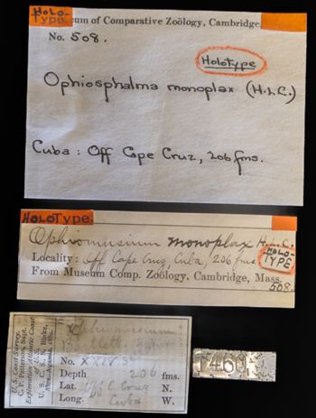 Media type: image;   Invertebrate Zoology OPH-508 Description: Labels for this specimen included in the specimen tray.;  Aspect: labels